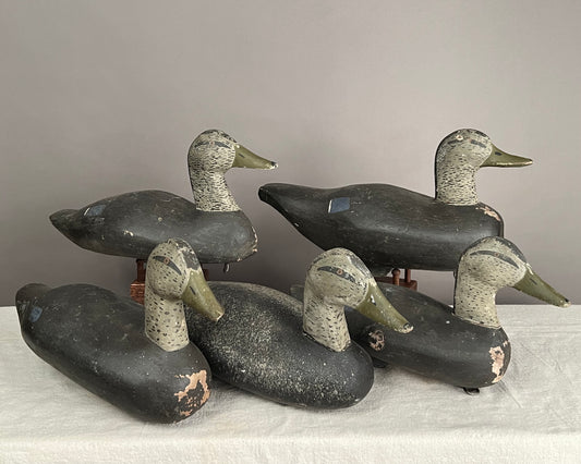 Rig of 5 Black Duck Decoys